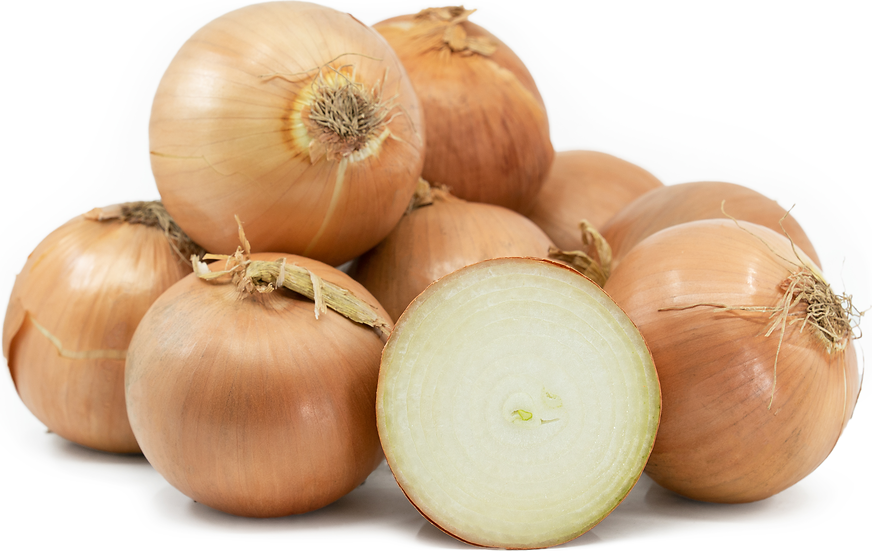 Yellow Onion