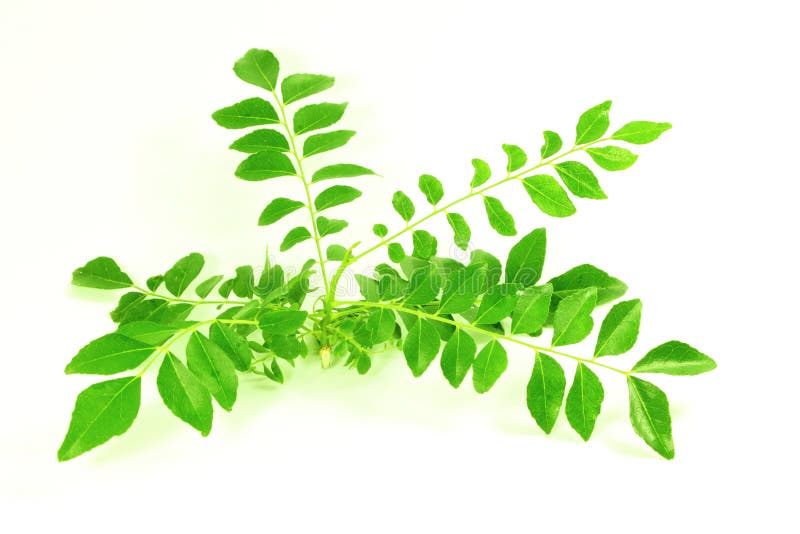 Curry Leaves